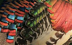 Ocellated Turkey